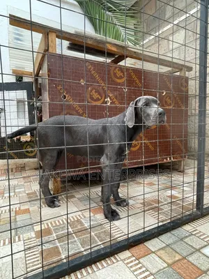 3-6 months Male Purebred Great Dane