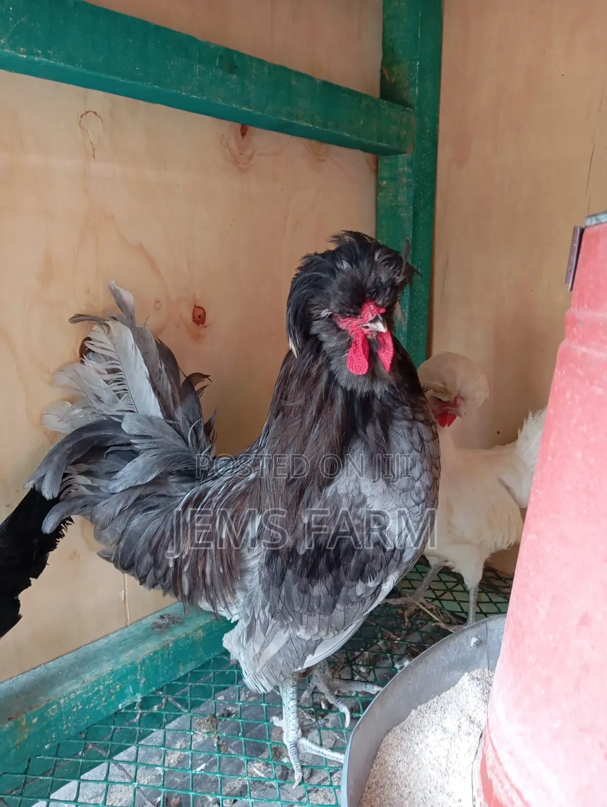 Fertilised Polish Bantam Eggs for Hatching