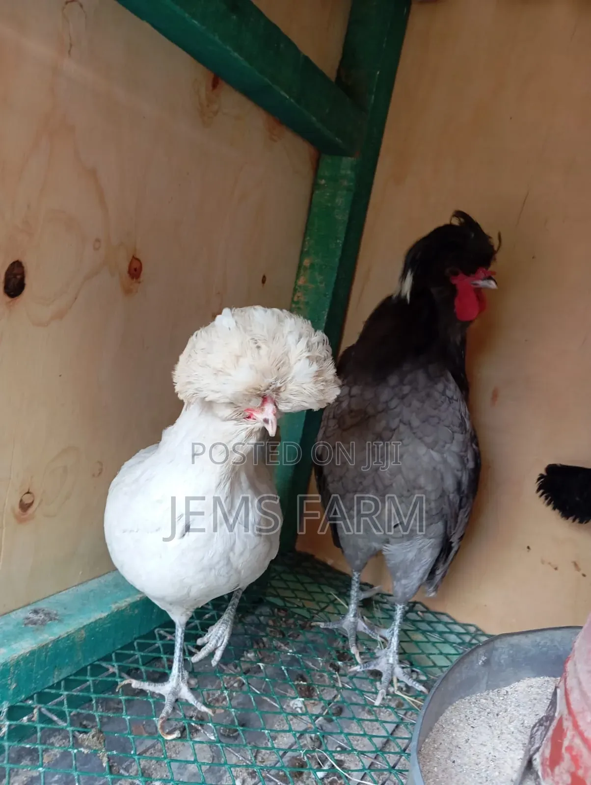 Fertilised Polish Bantam Eggs for Hatching