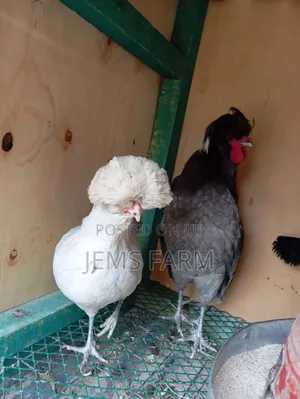 Fertilised Polish Bantam Eggs for Hatching