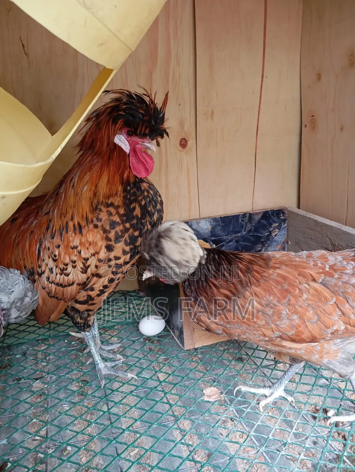Fertilised Polish Bantam Eggs for Hatching