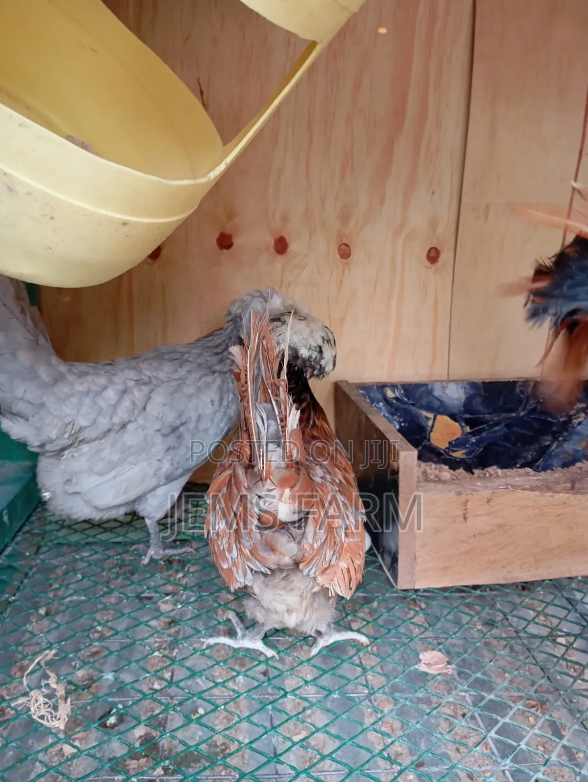 Fertilised Polish Bantam Eggs for Hatching