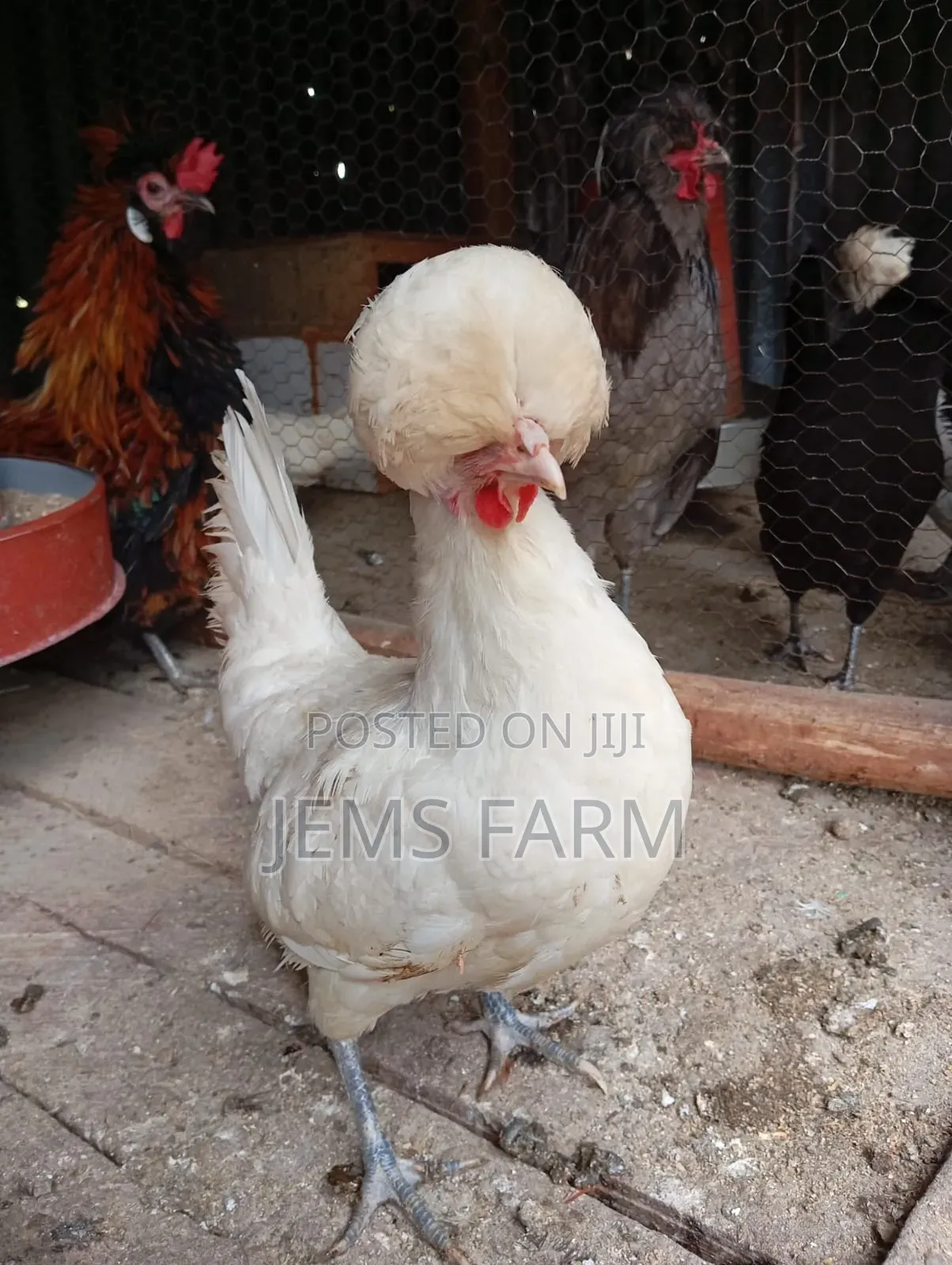 Fertilised Polish Bantam Eggs for Hatching