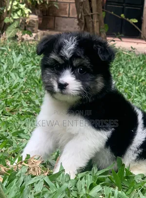 1-3 months Male Purebred Havanese