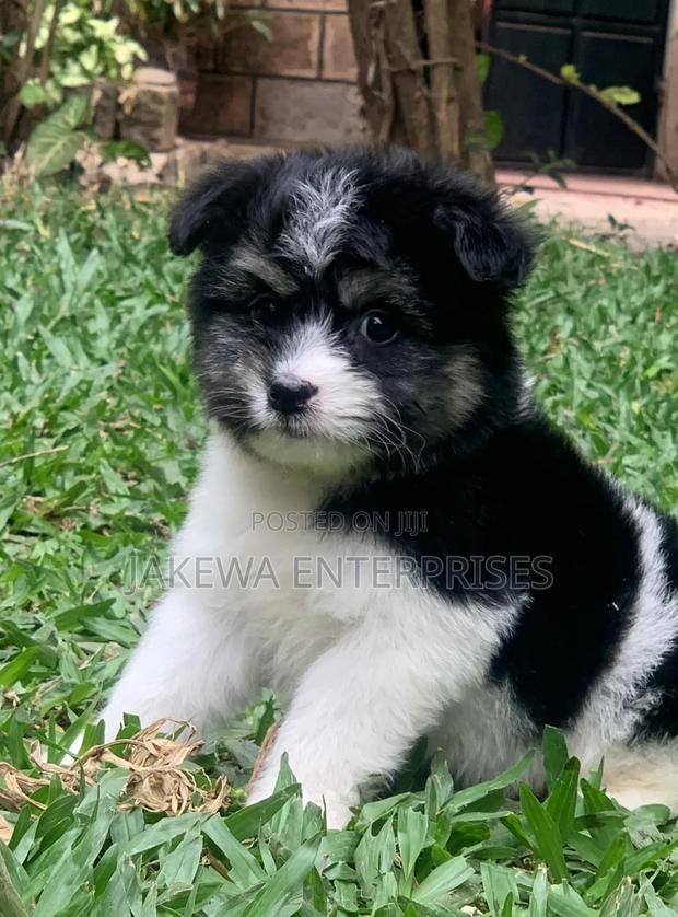 1-3 months Male Purebred Havanese