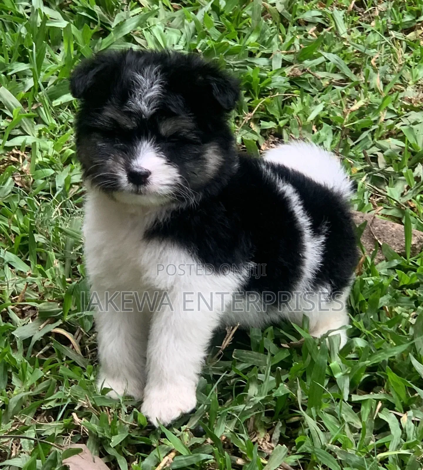 1-3 months Male Purebred Havanese