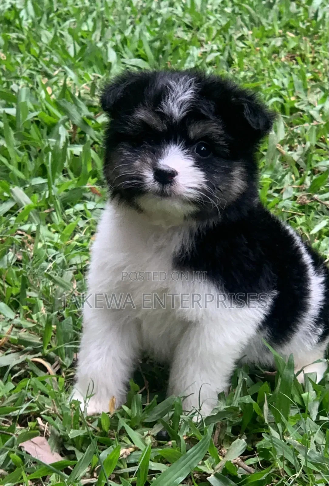 1-3 months Male Purebred Havanese