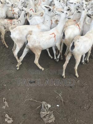 Supplies of Galla Goats - thumbnail 2