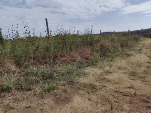 50by100 Plots for Sale in Nachu Ndacha Kikuyu Kiambu.