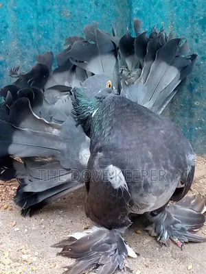 Beautiful Fantails