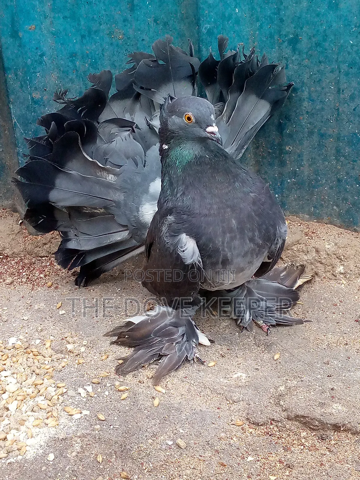 Beautiful Fantails