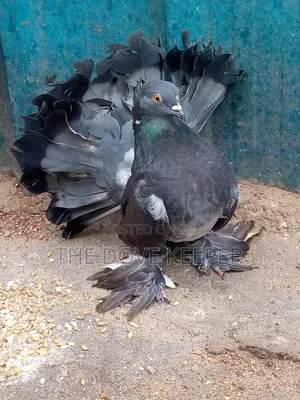 Beautiful Fantails