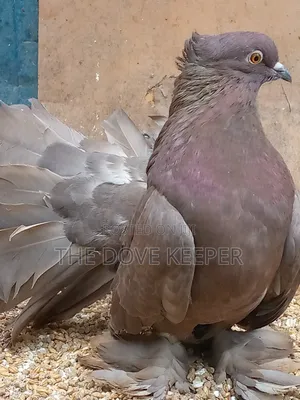 Beautiful Fantails