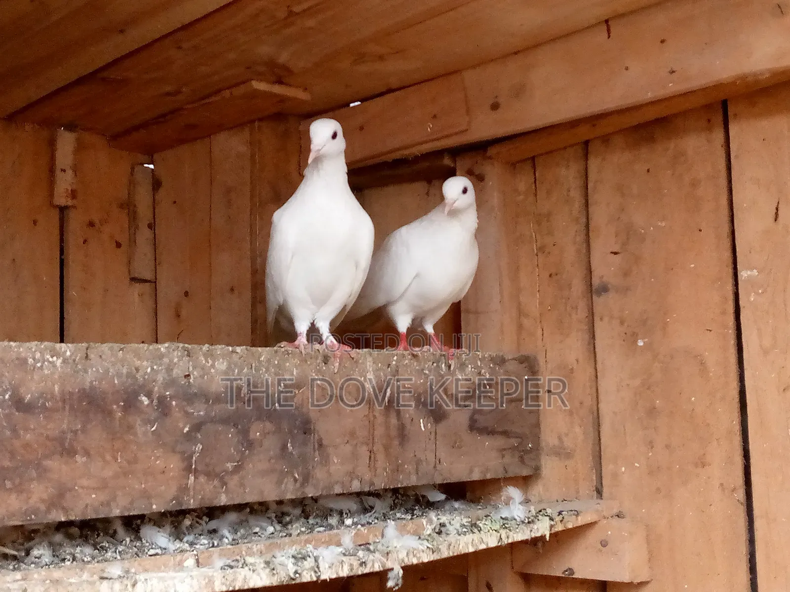 Beautiful Fantails