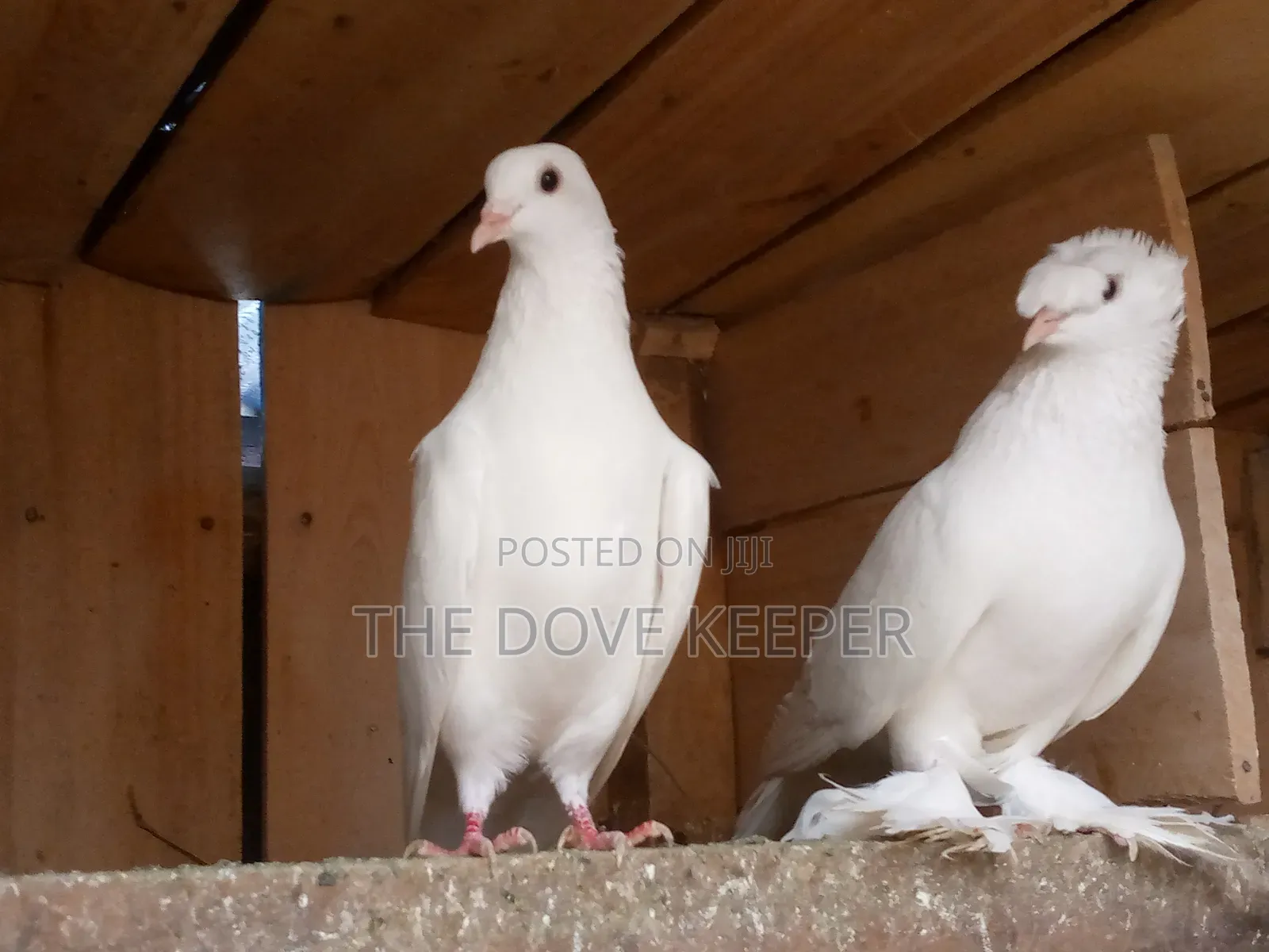 Beautiful Fantails