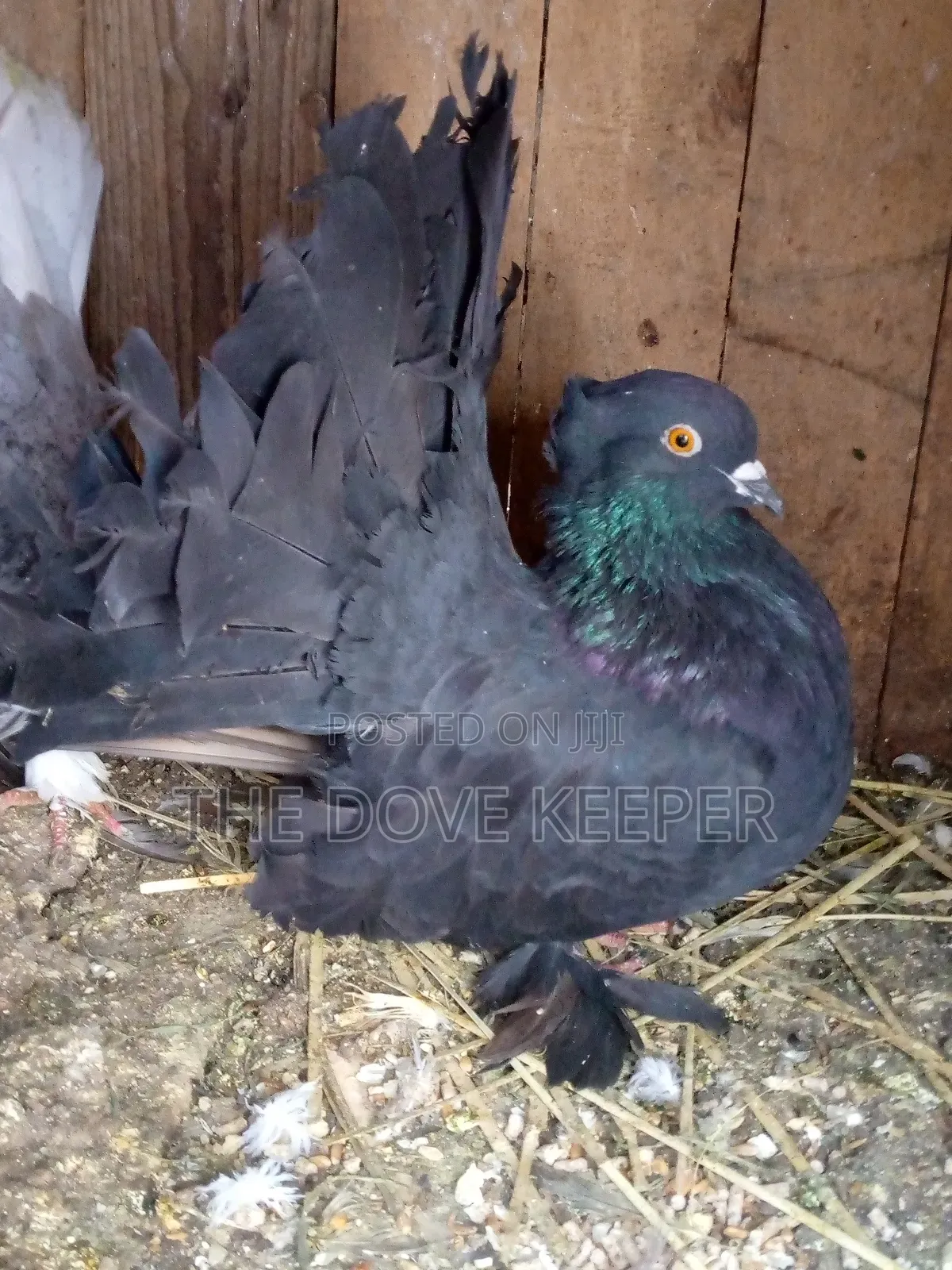 Beautiful Fantails