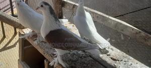 Lahore Male - main view