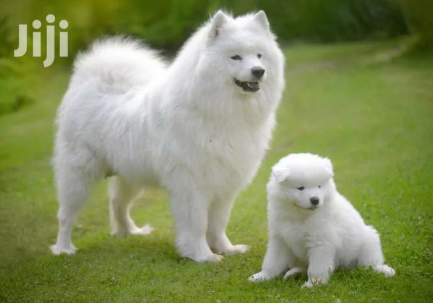 1-3 Month Male Purebred Pomeranian
