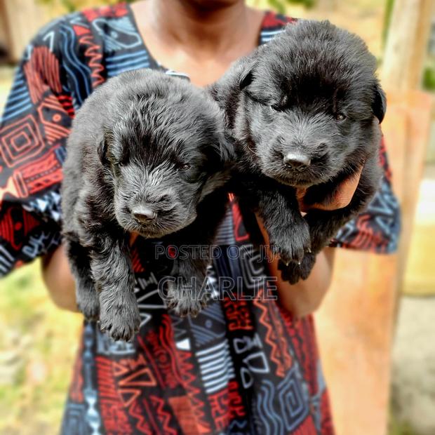 1-3 months Male Purebred German Shepherd - thumbnail 4