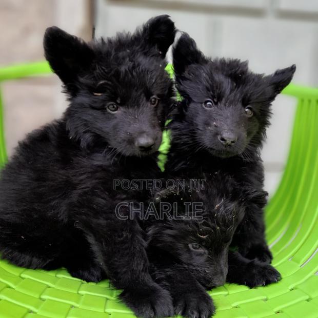 1-3 months Male Purebred German Shepherd - thumbnail 3