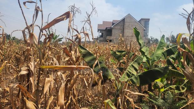 1/4 Acre Mugutha Ruiru - thumbnail 3