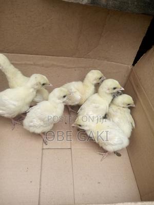 Turkey Poults