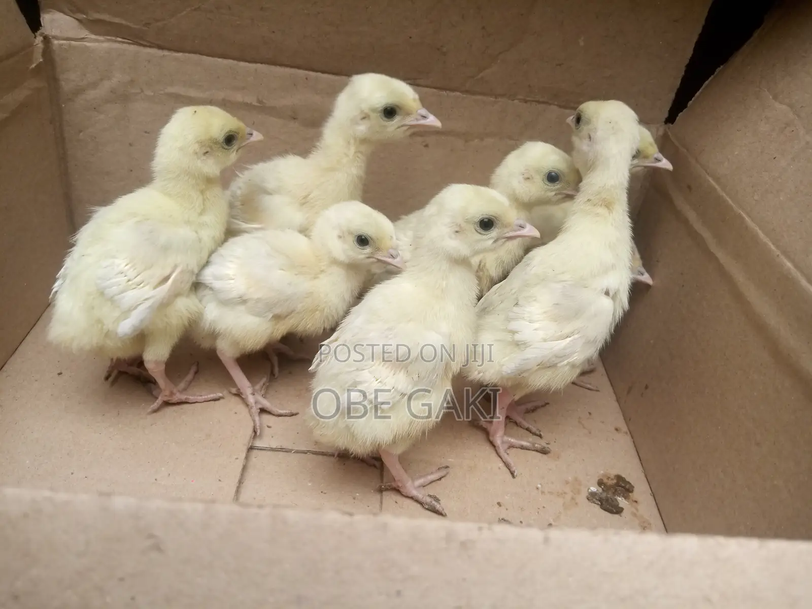 Turkey Poults