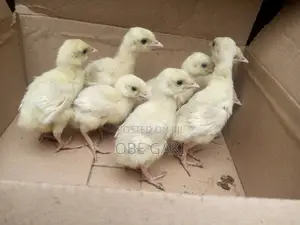 Turkey Poults