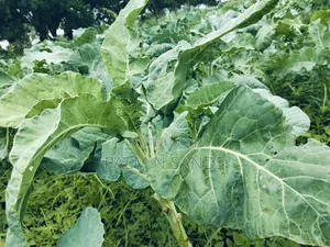 7.5 Acre Established Farm On Sale!