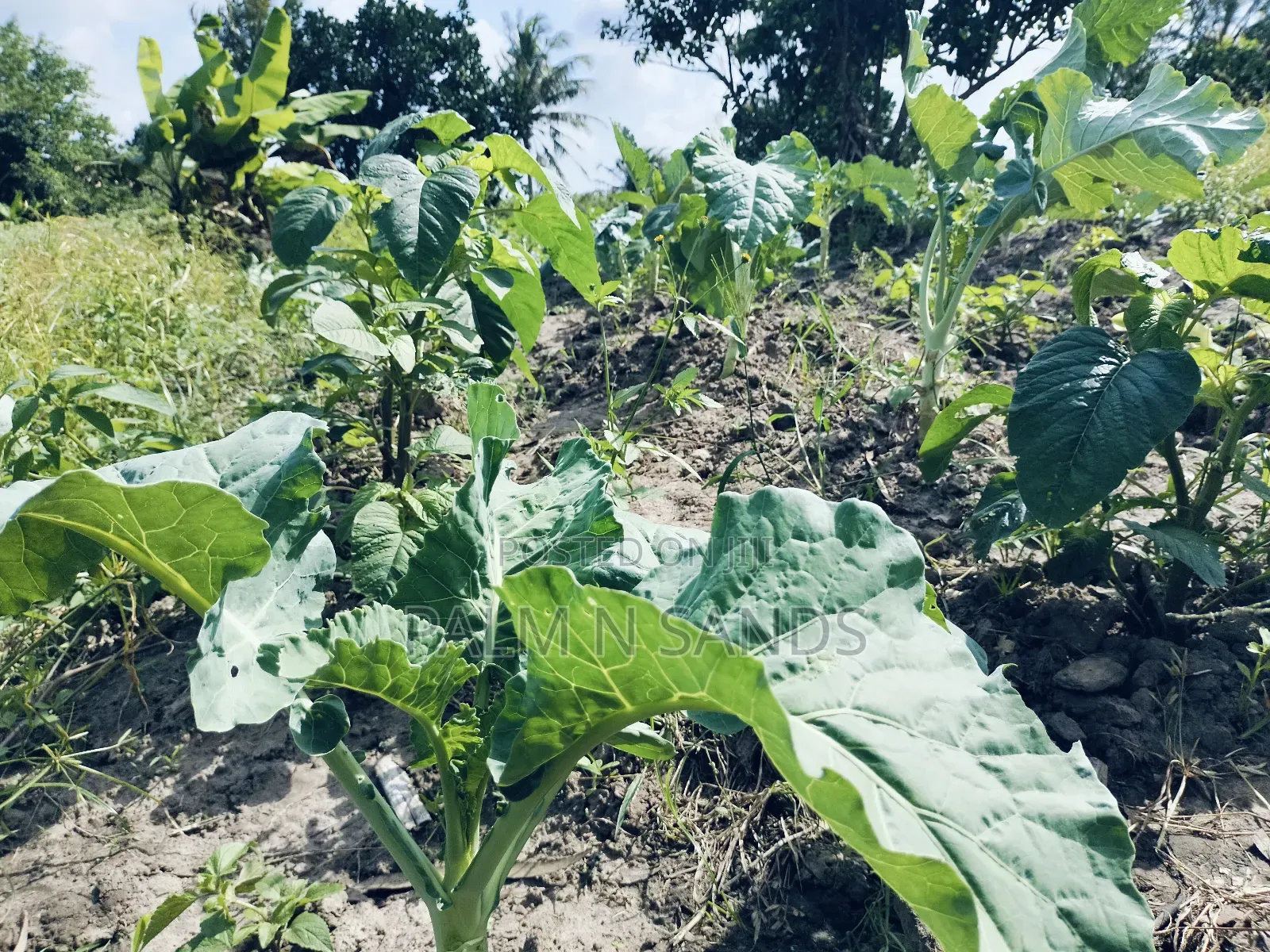 7.5 Acre Established Farm On Sale!