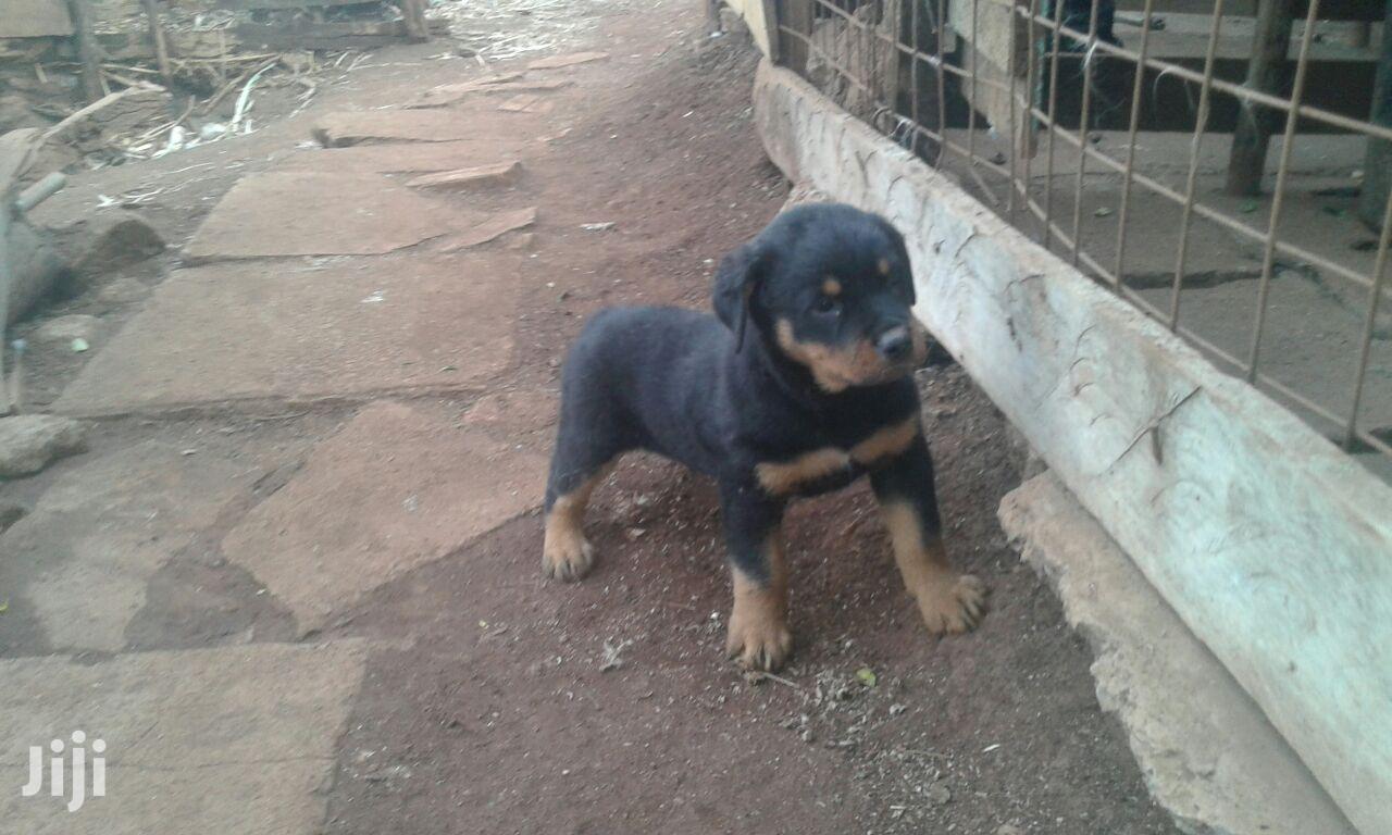 Young Female Purebred Rottweiler