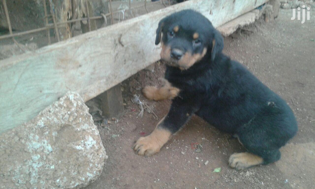 Young Female Purebred Rottweiler