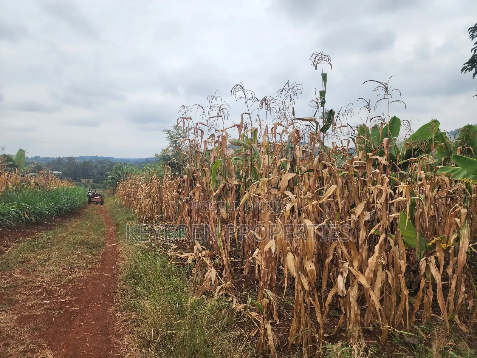 Kiangwaci 1.5 Acres