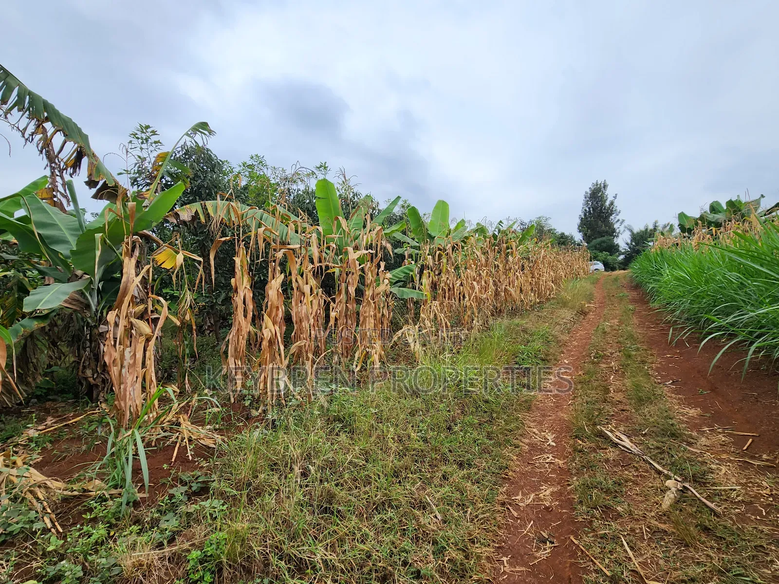Kiangwaci 1.5 Acres