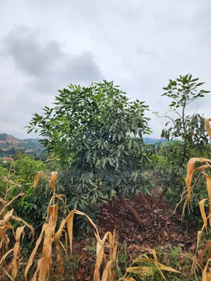 Kiangwaci 1.5 Acres