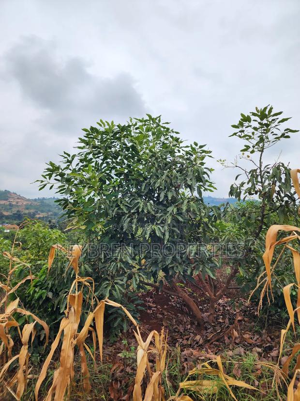 Kiangwaci 1.5 Acres - thumbnail 5