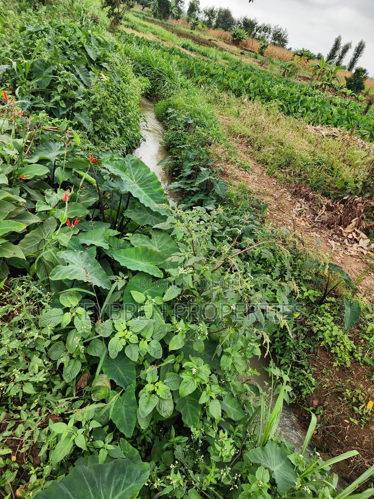 Kiangwaci 1.5 Acres