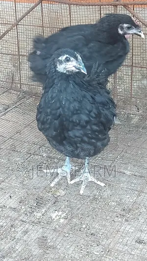 4 Month Old Black Australorp Chicks