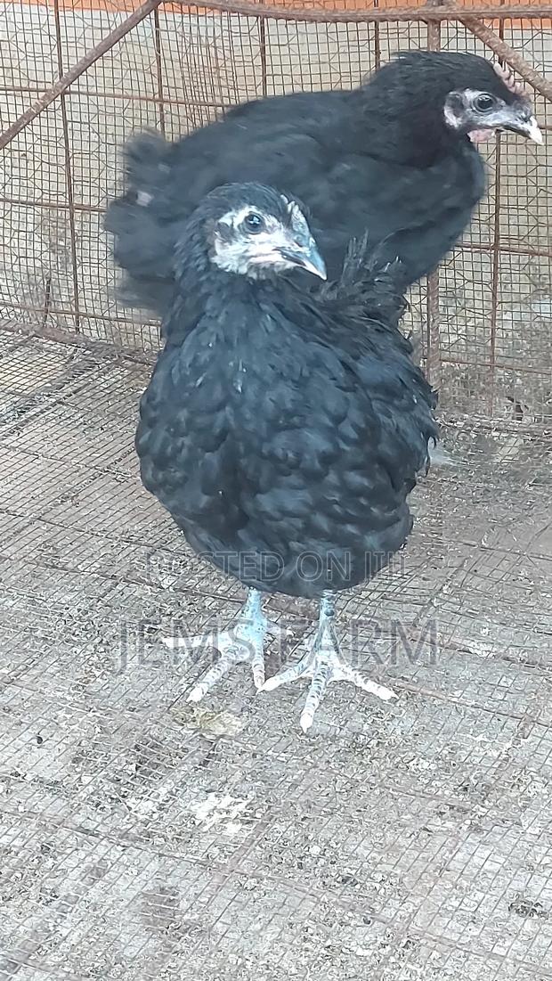4 Month Old Black Australorp Chicks - main view