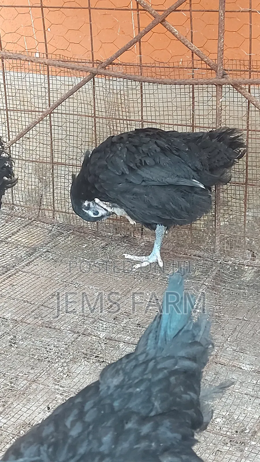 4 Month Old Black Australorp Chicks
