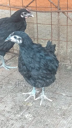 4 Month Old Black Australorp Chicks
