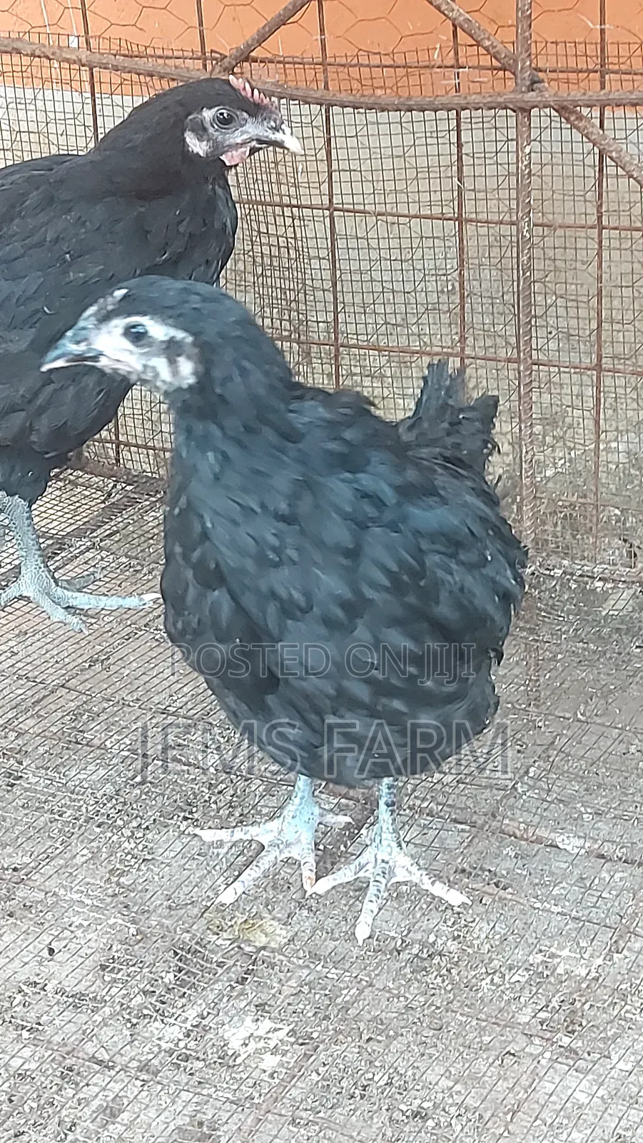 4 Month Old Black Australorp Chicks