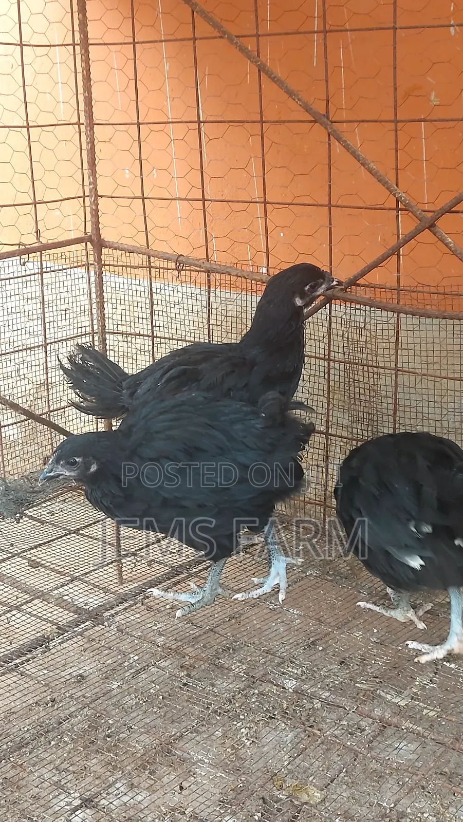 4 Month Old Black Australorp Chicks