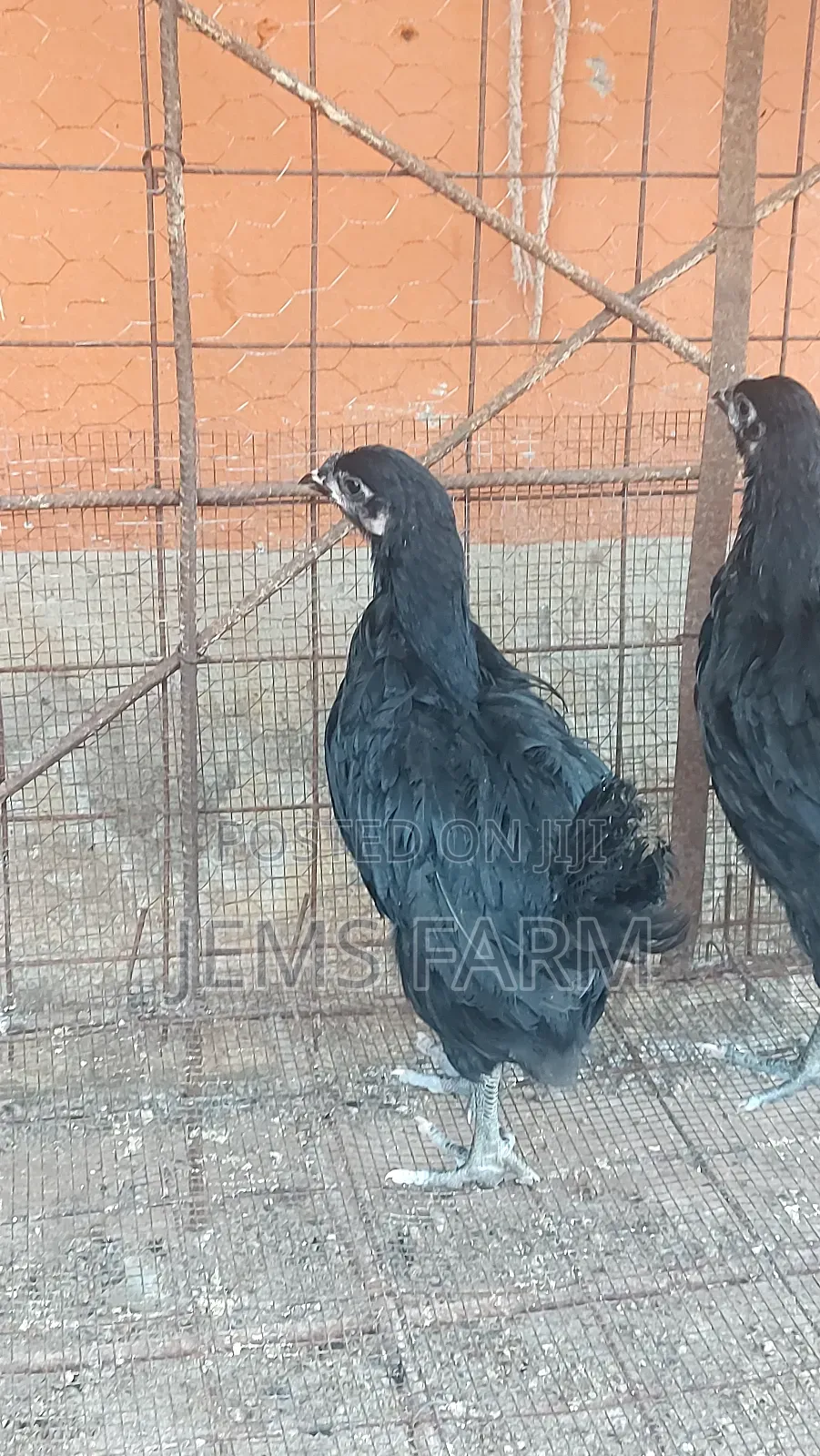 4 Month Old Black Australorp Chicks