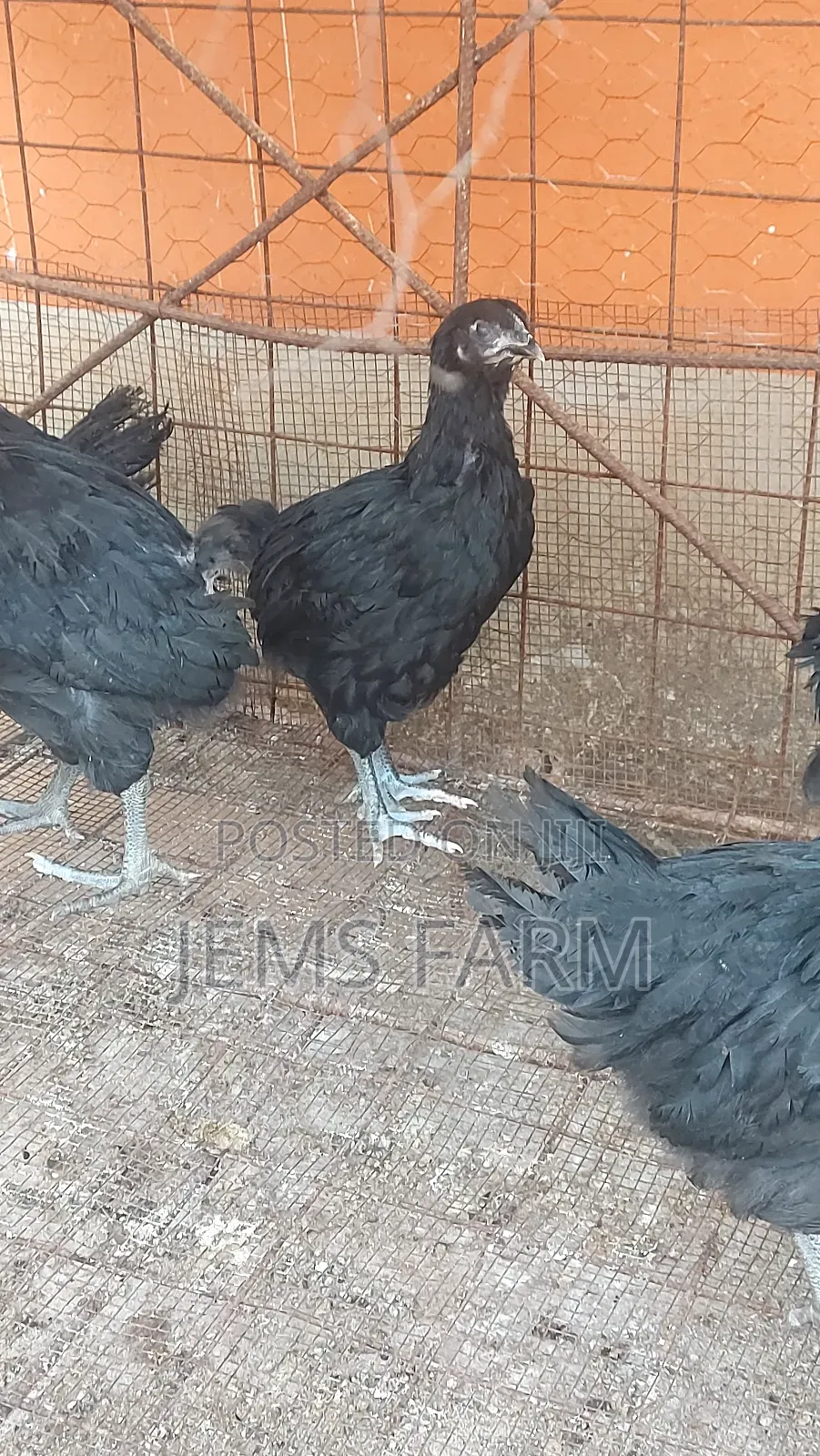 4 Month Old Black Australorp Chicks