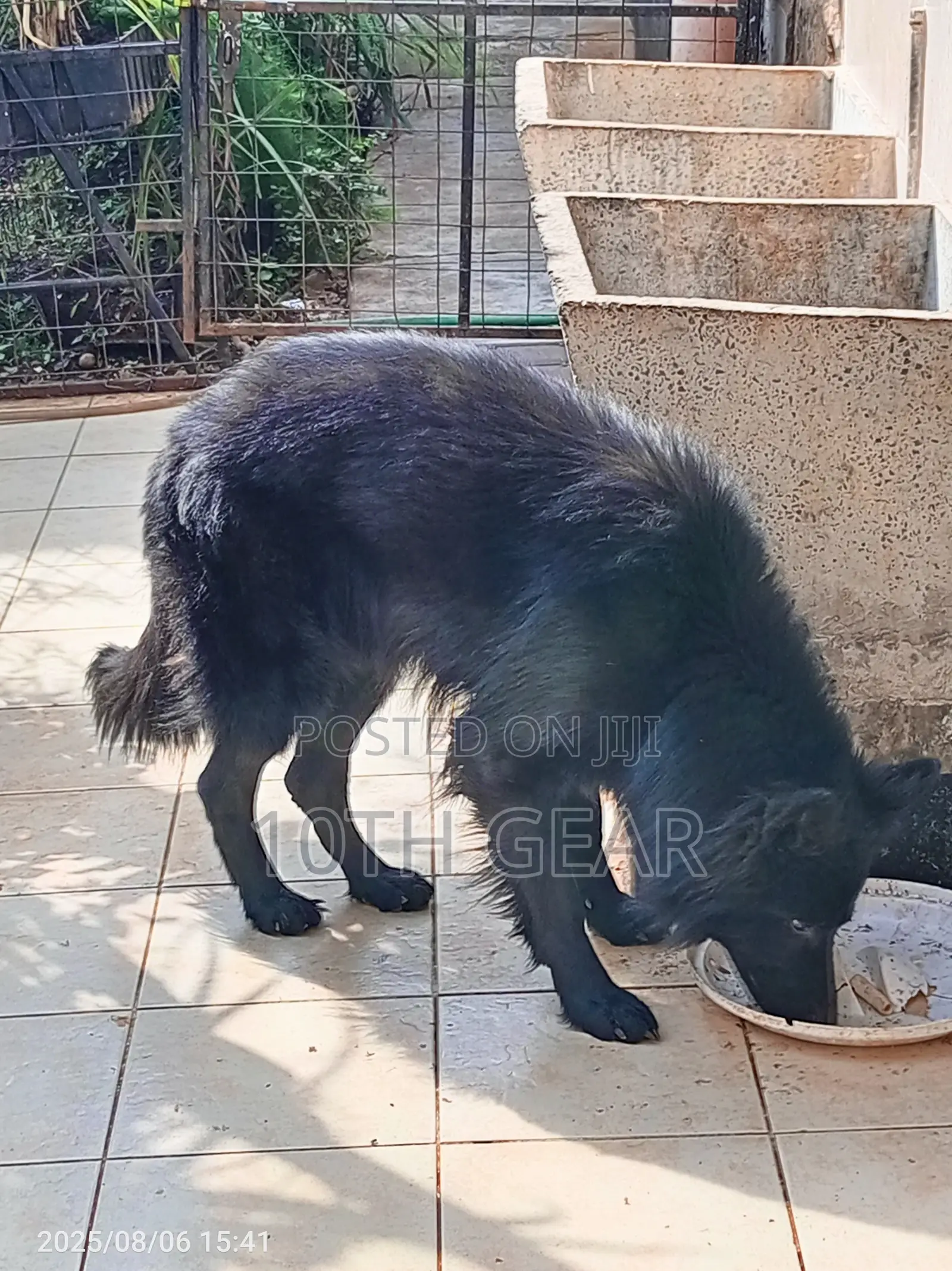 1+ year Male Purebred German Shepherd