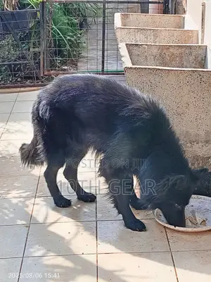 1+ year Male Purebred German Shepherd