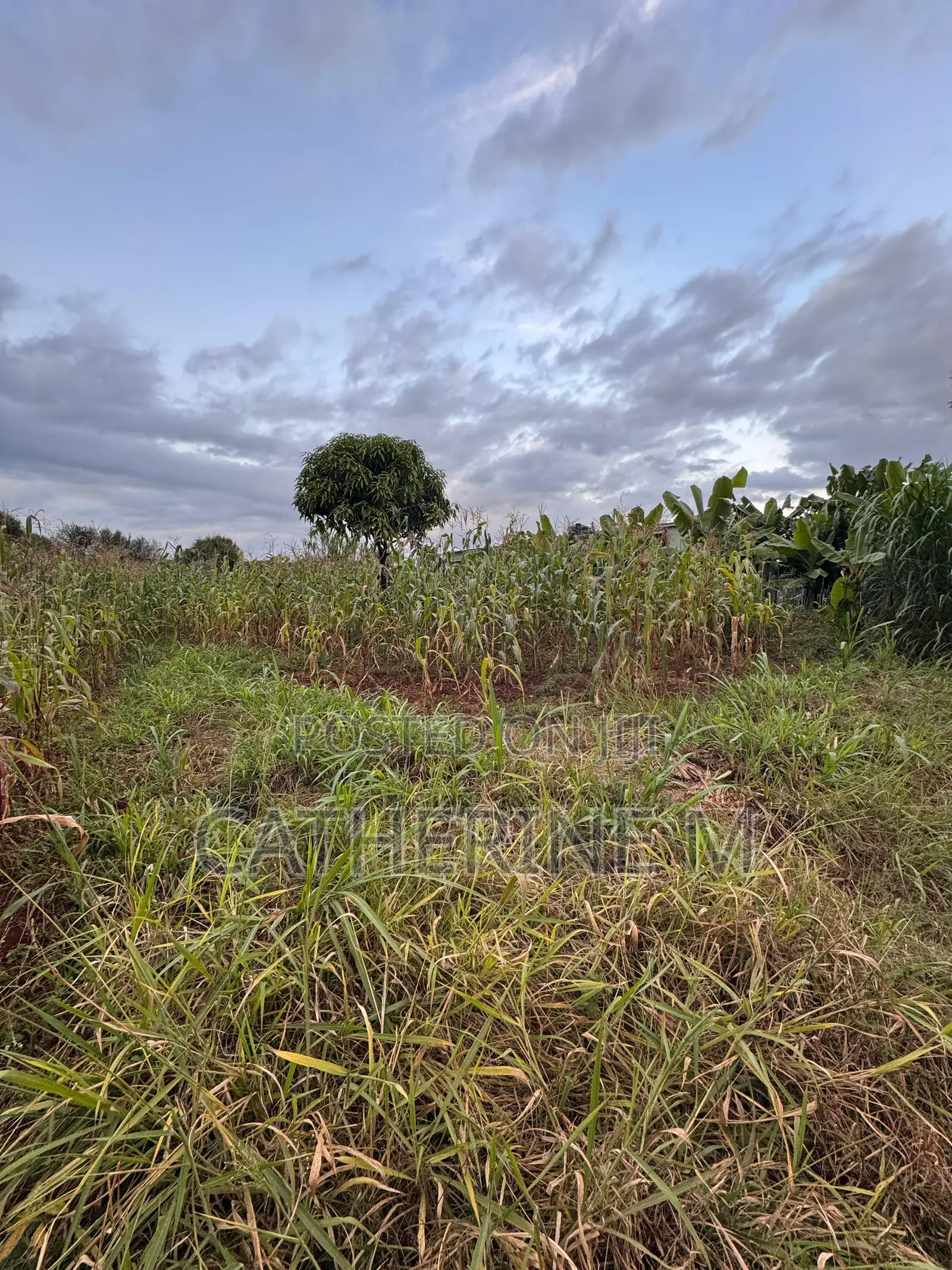 33*100 Land for Sale in Anmer Estate Near Tatu City
