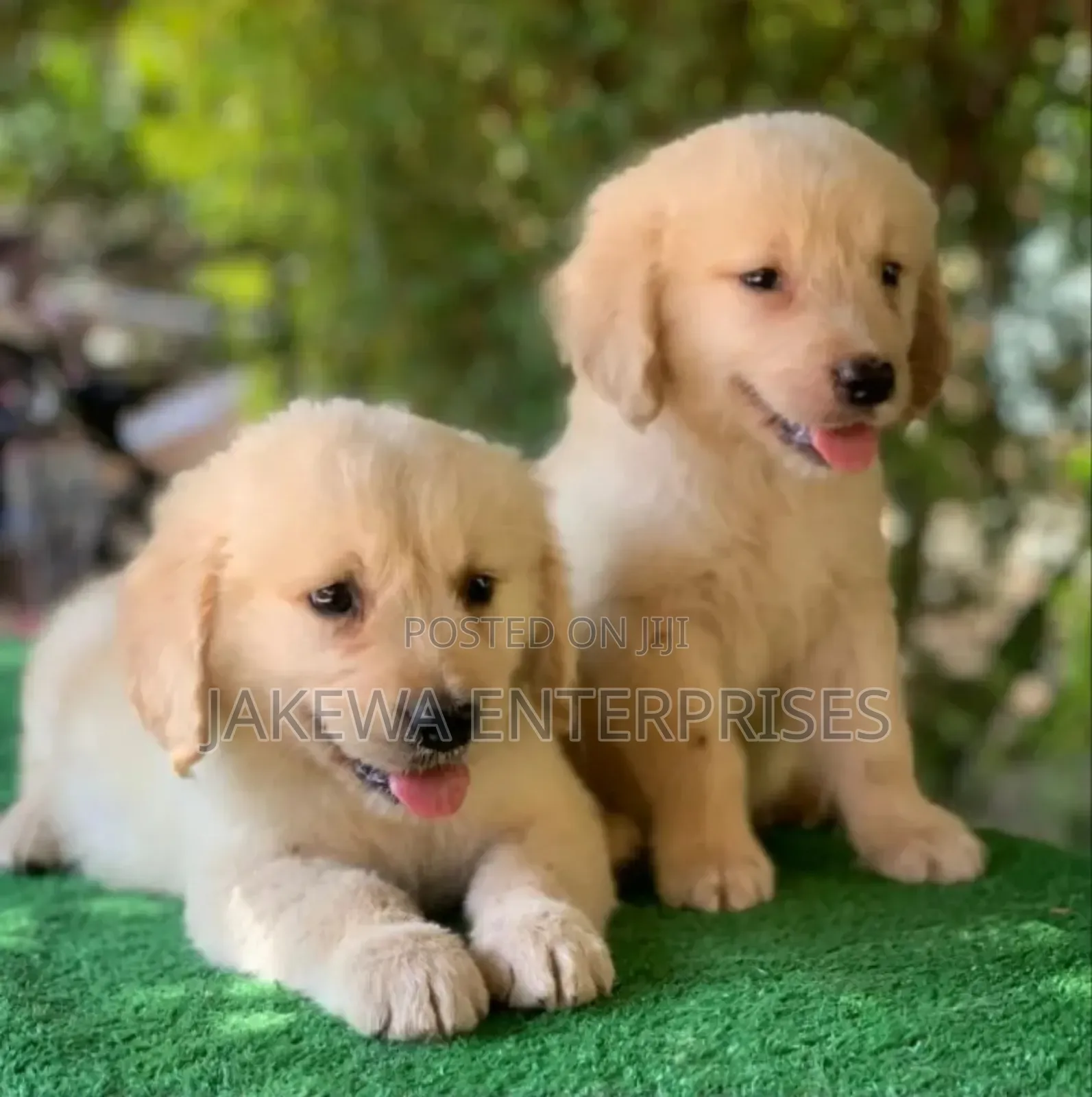 1-3 months Male Purebred Golden Retriever