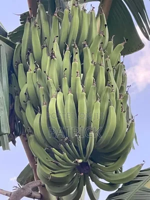 Plantain Suckers